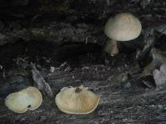 Crepidotus