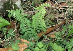 Polystichum setiferum
