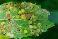 Didymomyia tiliacea