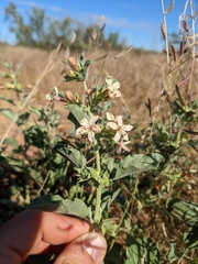 Tetraclea coulteri
