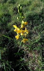Eulophia speciosa