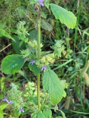 Mesosphaerum suaveolens