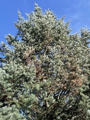 Abies concolor