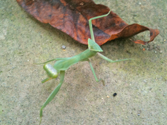 Hierodula tenuidentata