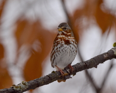 Passerella iliaca iliaca