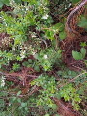 Arenaria lycopodioides