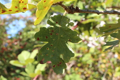 Quercus garryana