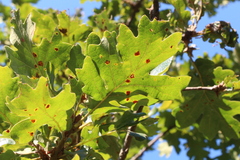 Quercus garryana