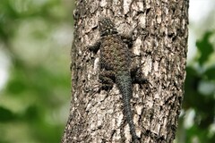 Sceloporus cyanogenys