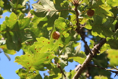 Quercus garryana