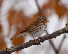 Passerella iliaca iliaca