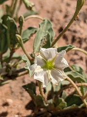 Acleisanthes diffusa