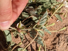 Acleisanthes diffusa