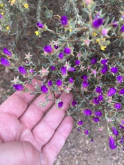 Ruschieae