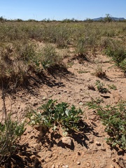 Acleisanthes diffusa