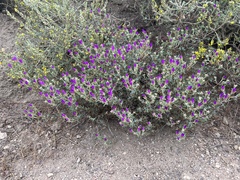 Ruschieae