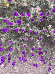 Ruschieae