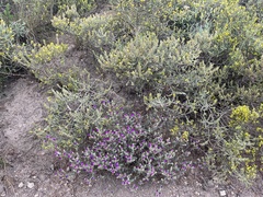 Ruschieae