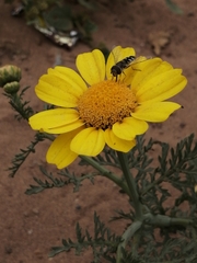 Austroscaeva melanostoma