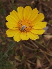 Macrodactylus chilensis