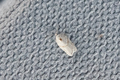 Acleris logiana