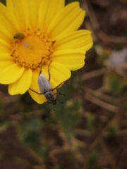 Macrodactylus chilensis
