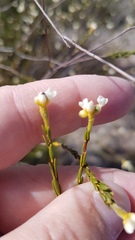 Lachnaea capitata