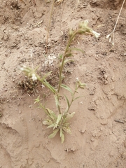 Nicotiana corymbosa