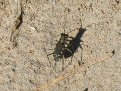 Cicindela ocellata