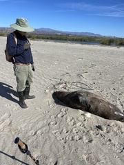 Zalophus californianus