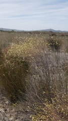 Lachnaea capitata