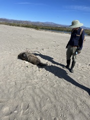 Zalophus californianus