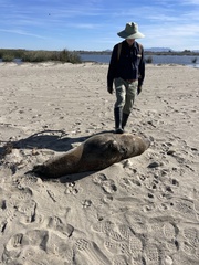 Zalophus californianus
