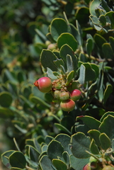 Arctostaphylos glandulosa