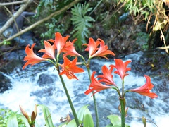 Hippeastrum petiolatum