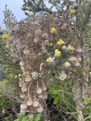 Aspalathus chenopoda