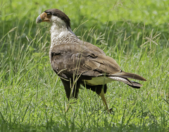 Caracara plancus cheriway