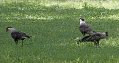 Caracara plancus cheriway