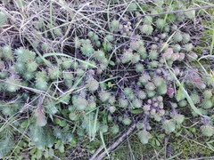 Petrosedum forsterianum