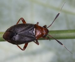 Capsus ater
