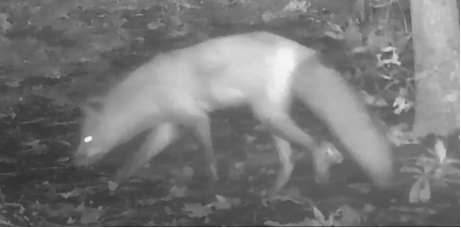 Red Fox photographed in South Carolina