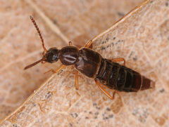Ocalea picata