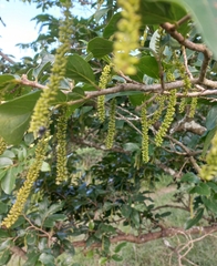 Antidesma venosum