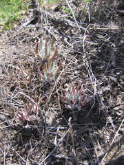 Dudleya attenuata orcuttii