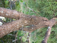 Antidesma venosum