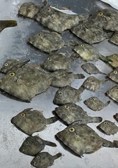 Stephanolepis hispida