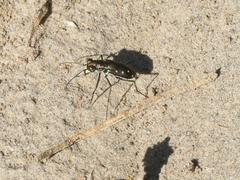 Cicindela ocellata