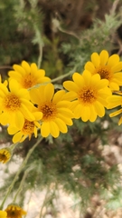 Thymophylla pentachaeta