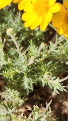Thymophylla pentachaeta