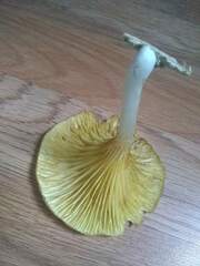 Gerronema strombodes